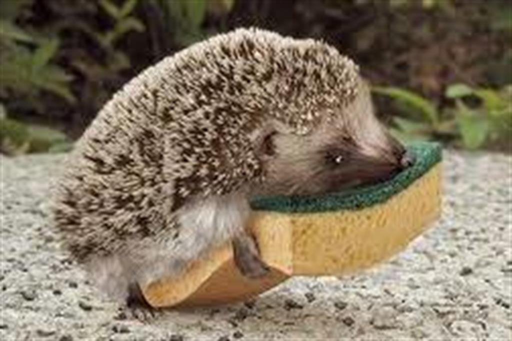 Les Animaux Et Les Marques Le Herisson Ernie