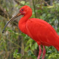 Lumieres Animales Au Dela De Ce Que Vous Voyez L Ibis Rouge